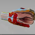 Anatomical Model Of Human Organs And Hair With Colorful Vessels And Tissues
