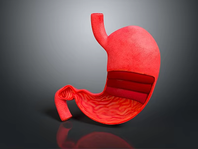 Realistic 3D Stomach Model with Detailed Anatomical Internal Structure View 3d model