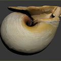 Sea Snail With Light Yellow Striped Shell And Spiral Base On Dark Background