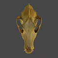 Detailed Animal Skull Specimen With Natural Bone Structure On Black Background