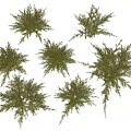 Six Small Natural Green Decorative Shrubs On White Background 3d model