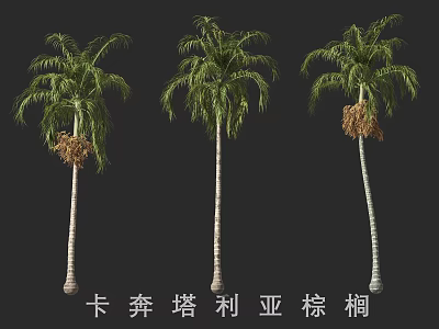 Carpentaria Palm Trees With Slender Trunks Green Fronds And Brown Inflorescences 3d model