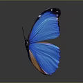 Blue Butterfly With Vibrant Blue And Orange Wings On Gray Background Showing Clear Reflection