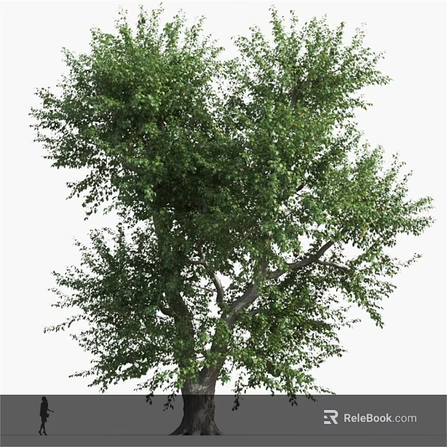 Tall Arbor With Lush Green Foliage Thick Branches And Sturdy Trunk 3d model 