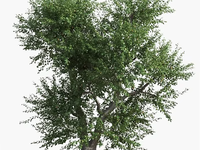 Tall Arbor With Lush Green Foliage Thick Branches And Sturdy Trunk 3d model
