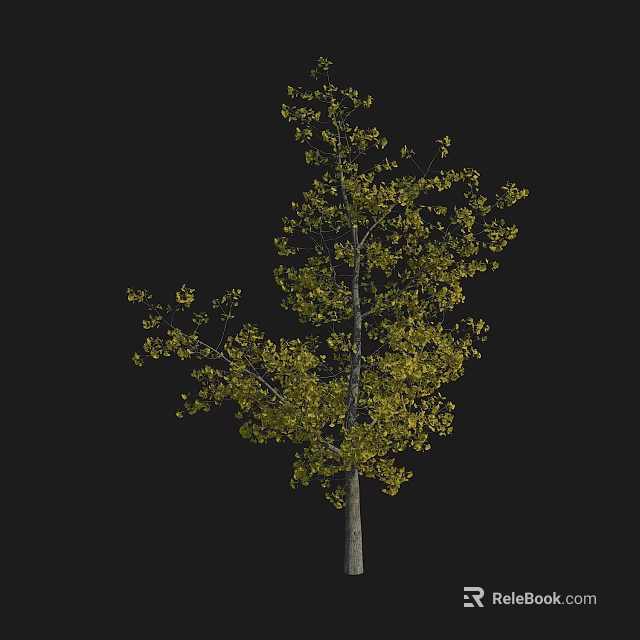 Deciduous Tree With Yellow Leaves And Tall Trunk Isolated On Black Background 3d model 