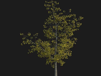 Deciduous Tree With Yellow Leaves And Tall Trunk Isolated On Black Background 3d model