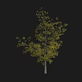 Deciduous Tree With Yellow Leaves And Tall Trunk Isolated On Black Background
