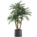 Potted Palm Plants With Lush Green Leaves And Brown Trunks In Black Pot