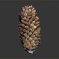 pine cone plant dried fruit 3d model