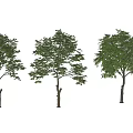 Three Lush Arbor Trees With Green Foliage And Different Growth Shapes