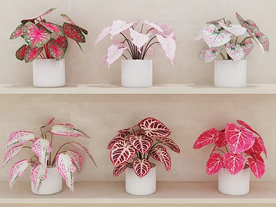 Potted Bonsai Plants With Colorful Red Pink White Foliage In White Pots On Shelf 3d model