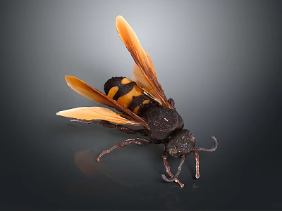 3D Rendered Wasp With Black And Yellow Stripes And Orange Wings On Gray Background 3d model
