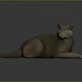 Relaxed Gray Cat Lying Down on Black Surface with Yellow Eyes