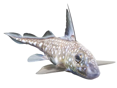 Distinctive Spotted Aquatic Fish Featuring Large Eyes Tall Dorsal Fin And Slender Body 3d model