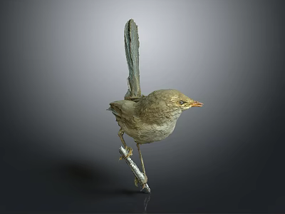 Standing Bird Taxidermy with Light Brown Feathers and Orange Beak on Gray Background 3d model