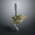 Standing Bird Taxidermy with Light Brown Feathers and Orange Beak on Gray Background