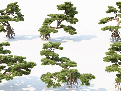 Pine Trees With Curved Branches Exposed Roots And Green Pine Needles 3d model
