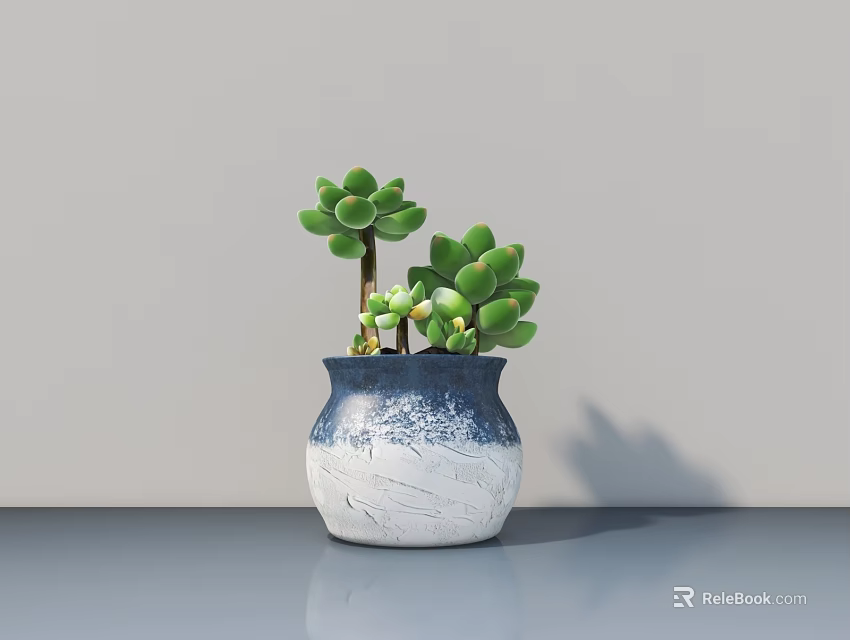 Succulent Bonsai Plant in Blue White Gradient Ceramic Pot on Gray Table with Wall Background 3d model 