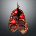 Red Edible Seeds Inside Dried Brown Pod Natural Food Item 3d model