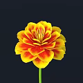 Vibrant Yellow and Red Layered Flower with Green Stem on Dark Background