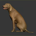 Brown Dog Sitting On Reflective Surface With Dark Background In 3D Render 3d model