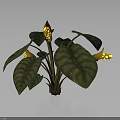 Tropical Plant With Large Green Patterned Leaves Thick Stems And Yellow Spotted Flowers