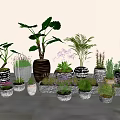 Various Bonsai and Potted Plants with Different Planters and Colorful Foliage