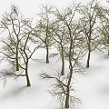 Wooden Tree Trunks With Bare Branches Neatly Arranged Against White Background