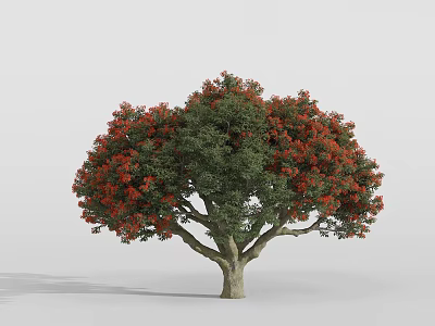 Lush Tree With Green Leaves And Beautiful Red Flowers In Full Bloom 3d model