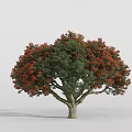 Lush Tree With Green Leaves And Beautiful Red Flowers In Full Bloom