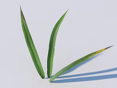 Green Leaves With Yellow Tips On Light Colored Background And Shadow 3d model