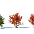 modern shrub hedge plant 3d model