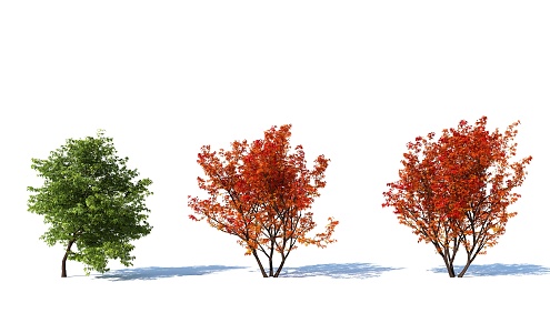 modern shrub hedge plant 3d model