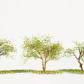 Beautiful Plant Combination with Three Trees Yellow Trunks Green Yellow Leaves Yellow Flowers on Grass