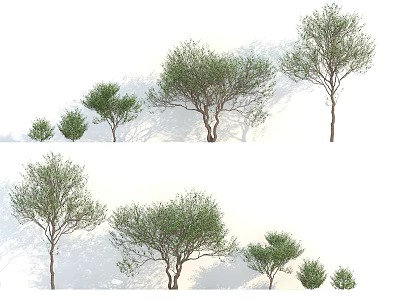 Various Sizes of Trees with Lush Green Foliage and Natural Shadows in White Background 3d model