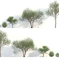 Various Sizes of Trees with Lush Green Foliage and Natural Shadows in White Background