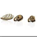 Animal Skeletons And Skulls Display On White Background With Detailed Structure