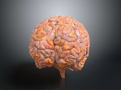 3D Brain Anatomical Model Medical Device for Neurosurgery Training and Education 3d model