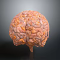 3D Brain Anatomical Model Medical Device for Neurosurgery Training and Education