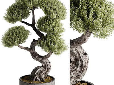 Artistic Bonsai Plant With Twisted Trunk And Lush Green Foliage In Pot 3d model