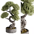 Artistic Bonsai Plant With Twisted Trunk And Lush Green Foliage In Pot