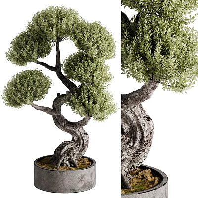 Artistic Bonsai Plant With Twisted Trunk And Lush Green Foliage In Pot 3d model