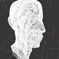 Detailed Human Head Anatomical Model Showing Muscles And Blood Vessels