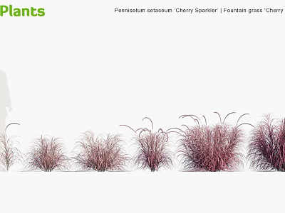 Modern flame Pennisetum 3d model