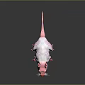 Pink Hairless Mouse With Visible Veins And Reflection On Gray Background