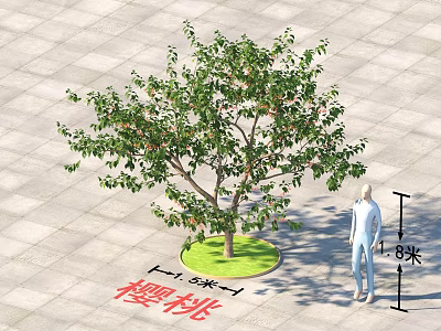 Cherry Tree with 5 Meters Diameter and 8 Meters Height in Circular Grassy Area 3d model