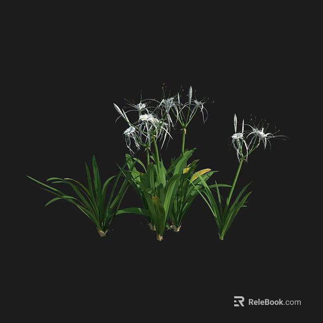 White Spider Lilies With Green Long Leaves Growing In Clusters On Black Background 3d model 