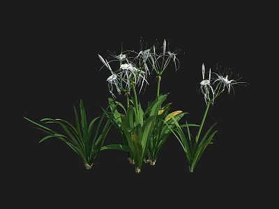 White Spider Lilies With Green Long Leaves Growing In Clusters On Black Background 3d model