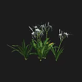White Spider Lilies With Green Long Leaves Growing In Clusters On Black Background